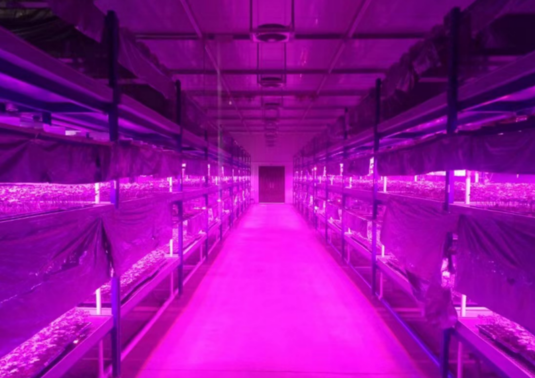 Digital full kunstig lys LED frøplante fabrikk