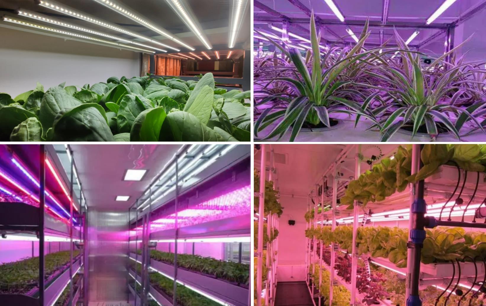 Hensyn for å velge vanntette LED -rørhus i plantebelysning